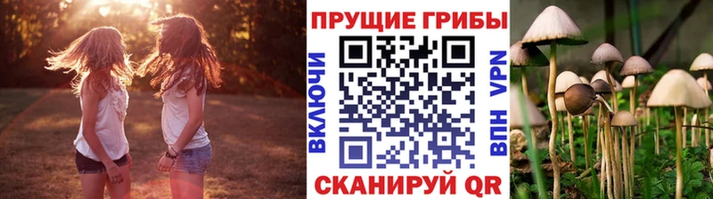 Псилоцибиновые грибы Psilocybe  хочу   Лихославль 
